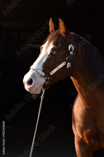 American Quarter Horse © lichtreflexe
