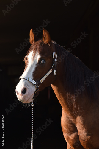 American Quarter Horse photo