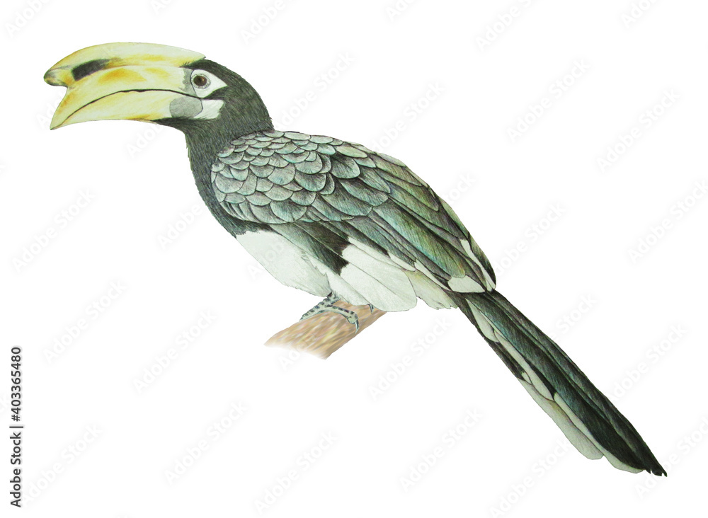 Obraz premium サイチョウ 犀鳥 精密画