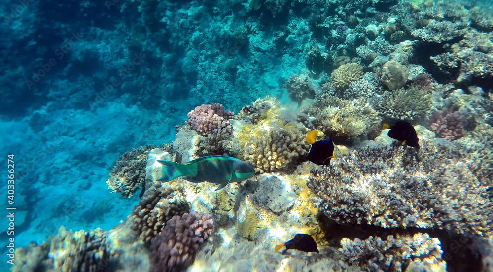 Tropical coral reef. Ecosystem and environment. Egypt. Near Sharm El Sheikh Tropical coral reef. Ecosystem and environment. Egypt. Near Sharm El Sheikh