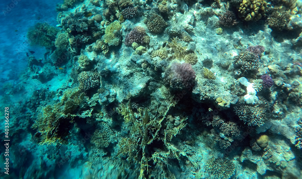 Tropical coral reef. Ecosystem and environment. Egypt. Near Sharm El Sheikh