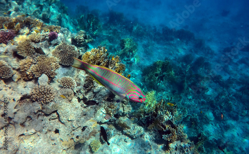 Tropical coral reef. Ecosystem and environment. Egypt. Near Sharm El Sheikh