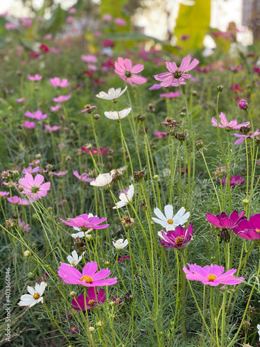 pink and white flowers in the garden