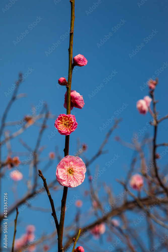 Flowers plum blossoming in spring. Flowers plum blossoming in spring.