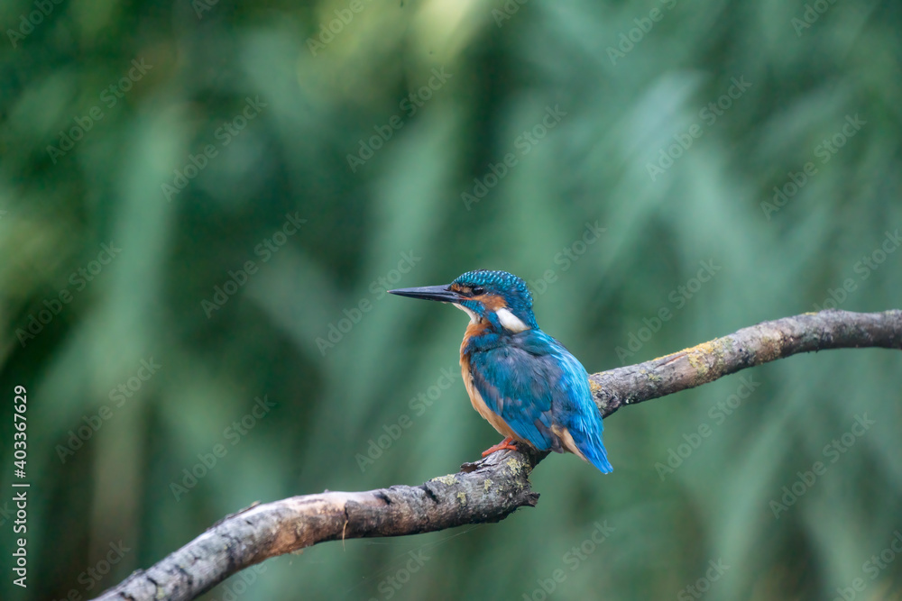 Beautiful blue Kingfisher bird, male Common Kingfisher, sitting on a branch, back profile. Nature green background Beautiful blue Kingfisher bird, male Common Kingfisher, sitting on a branch, back profile. Nature green background