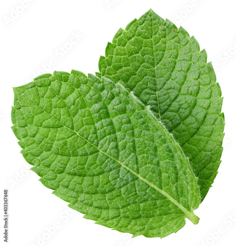Green mint pepper leaf isolated on white