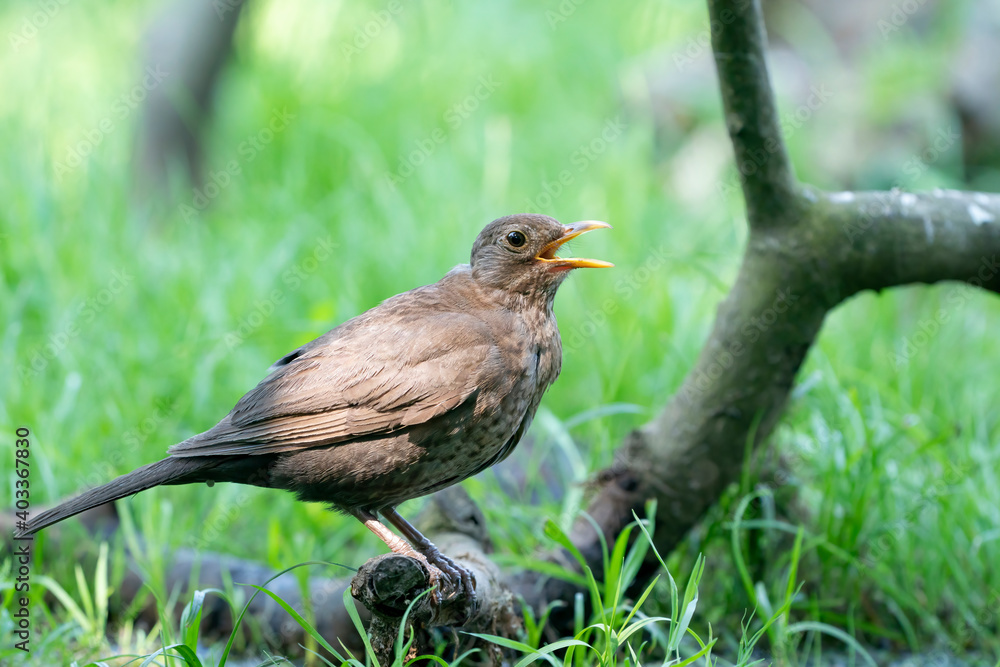 The brown female blackbird sits on a branch in a green lawn. The common blackbird, Turdus merula, seen from the side The brown female blackbird sits on a branch in a green lawn. The common blackbird, Turdus merula, seen from the side