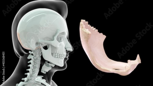 Optical Bone photo