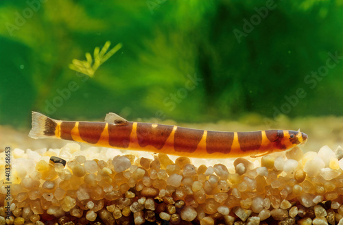 Obraz na plátně Kuhli loach