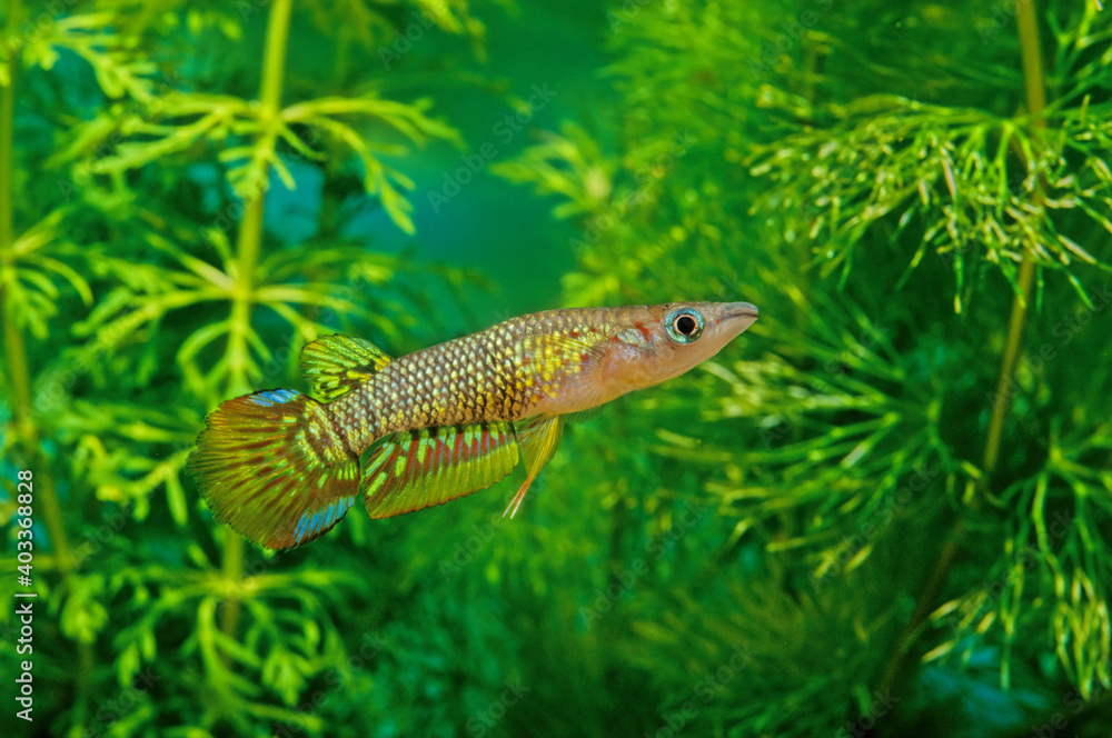 Striped panchax Striped panchax
