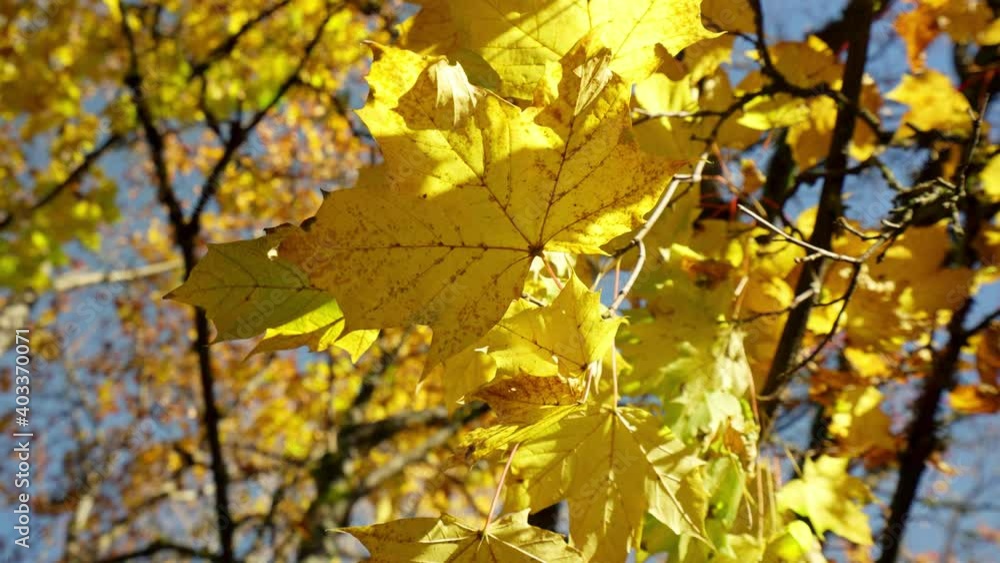 Bright yellow maple leaves on a branch shaking in the wind Bright yellow maple leaves on a branch shaking in the wind