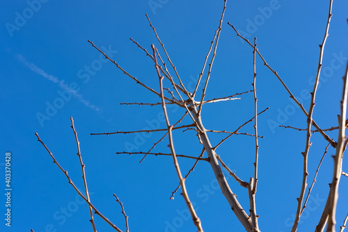 Tree branches against the blue sky