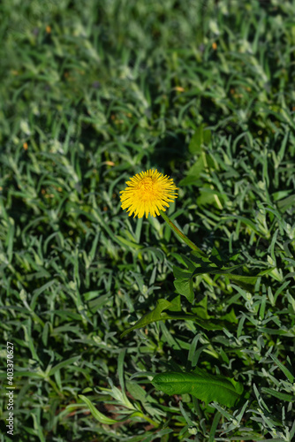 Yellow flowers and green vegetation in the soft rays of the sun