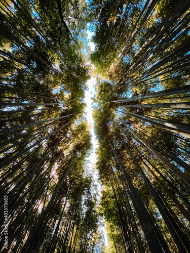 bamboo grove in the sun