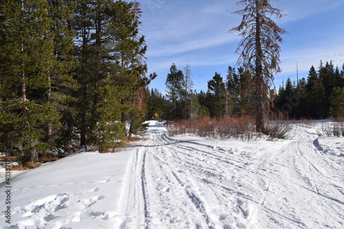 snow covered trees