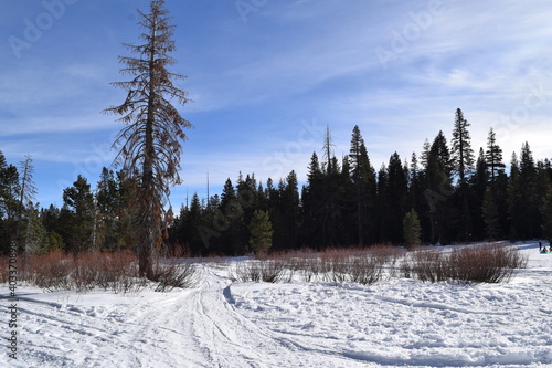 snow covered trees