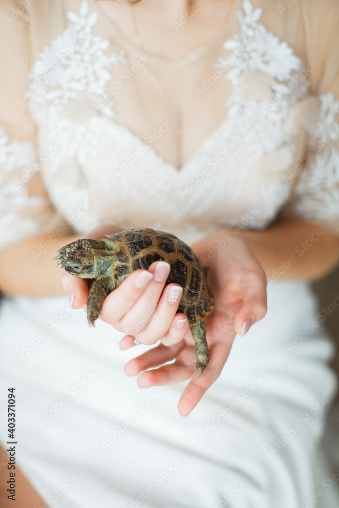 the turtle in his hands. A woman holds a turtle in her hands. pet turtle. the turtle in his hands. A woman holds a turtle in her hands. pet turtle.