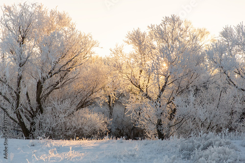 trees covered with frost at dawn
