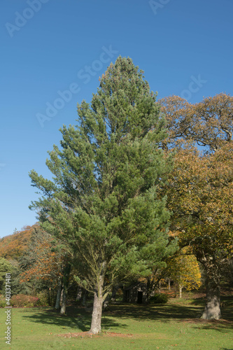 Autumn Foliage of the Evergreen Eastern White or Weymouth Pine Tree (Pinus strobus) Growing in a Garden in Rural Devon, England, UK