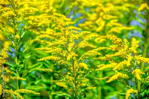 Goldenrod yellow flowers on a green natural background