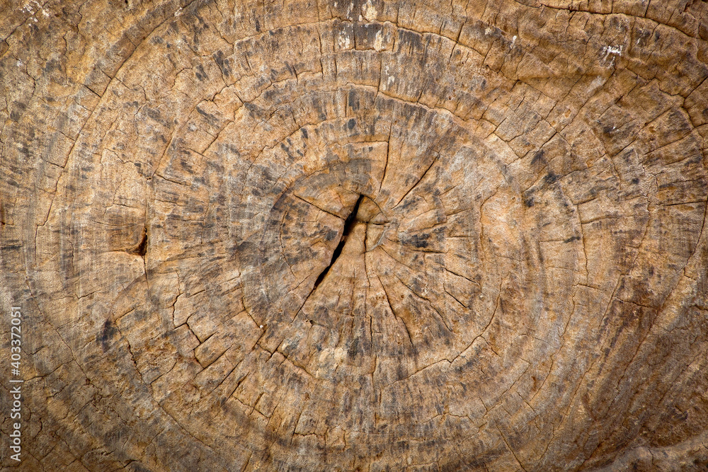 Naklejka premium old wood texture Brown dried tree stump shows annual rings. The annual ring are used to indicate the age of a dicotyledon tree. 