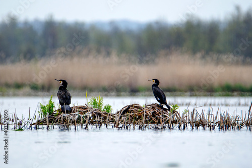 Kormorany na jeziorze Drużno w okresie lęgowym © joannak24
