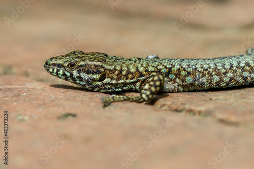 Mauereidechse  Podarcis muralis 