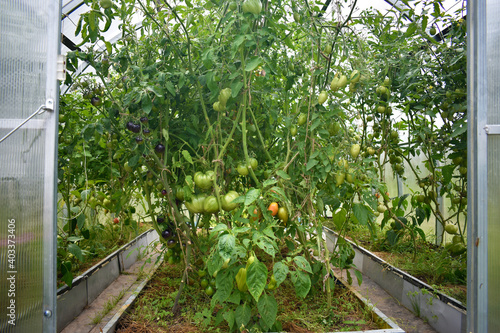 village greenhouse full of tomatoes