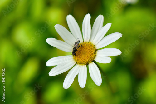 small insect sitting on a daisy flower