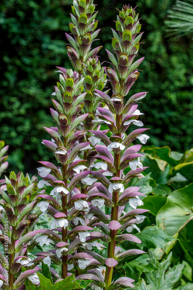 Obraz premium Akanthus (Acanthus spinosus)