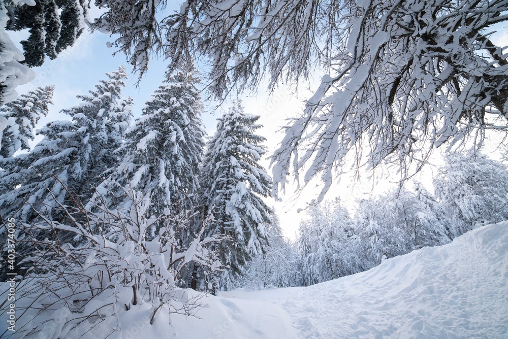 Fototapeta premium Paysage enneigé dans le massif du Sancy 