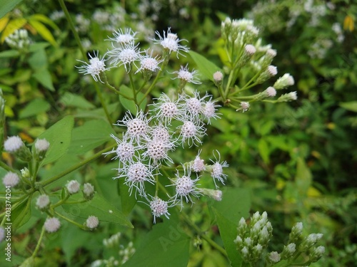 Chromolaena odorata flowers 