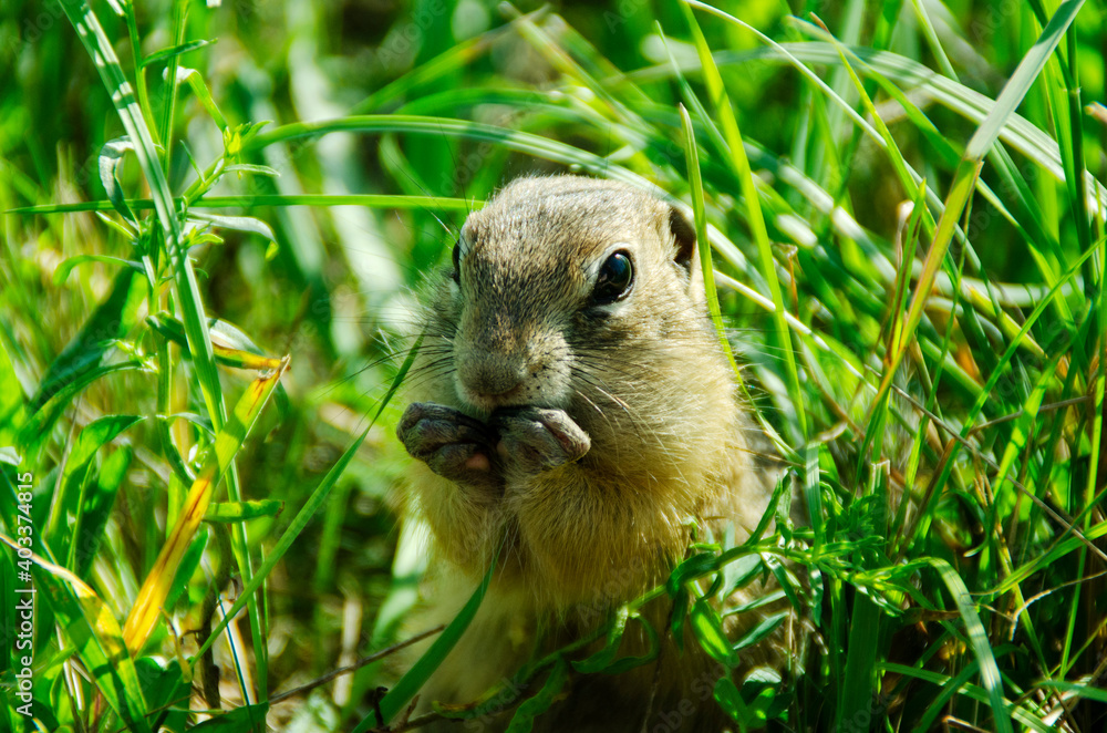 Gopher in the grass eats seeds Gopher in the grass eats seeds