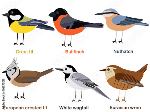 Cute bird vector illustration set, Great tit, Nuthatch, Bullfinch, White wagtail, Eurasian wren, European, crested tit