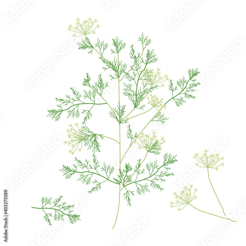 Green dill detailed illustration. White background vector.