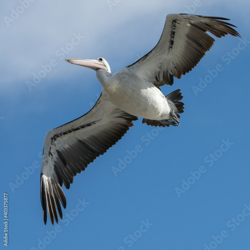 Australian pelican  © Gary