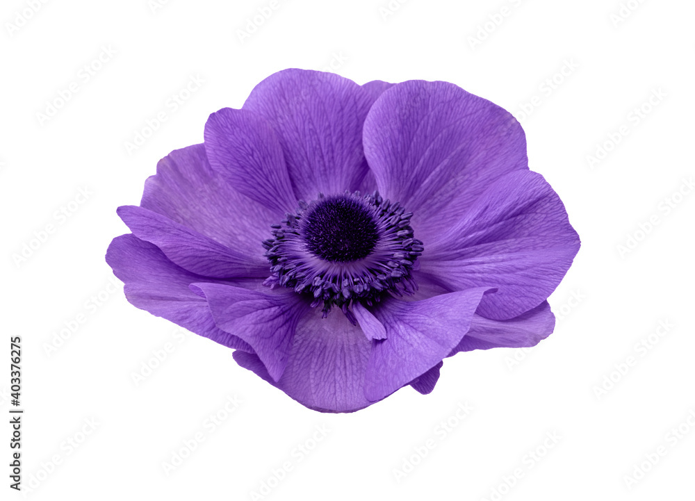 Anemone flower isolated on white background Anemone flower isolated on white background