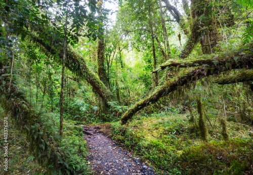 Rain forest