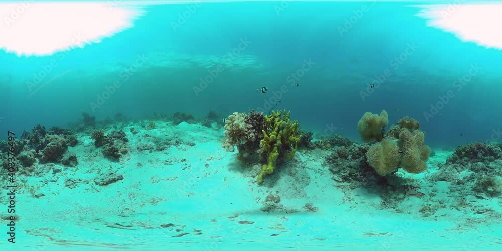 Underwater fish garden reef. Reef coral scene. Coral garden seascape. Philippines. 360VR Video. Underwater fish garden reef. Reef coral scene. Coral garden seascape. Philippines. 360VR Video.