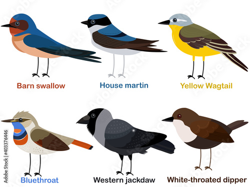 Cute bird vector illustration set, Barn swallow, House martin, Yellow Wagtail, Bluethroat, Western jackdaw, White throated dipper
