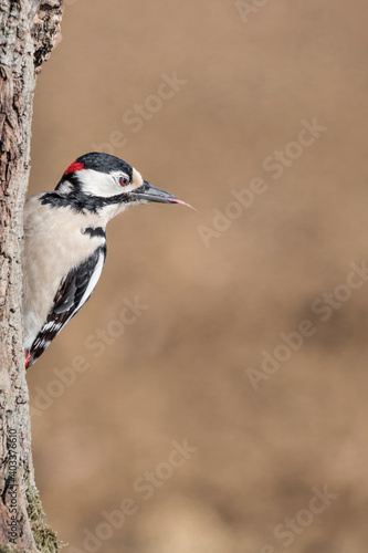The woodpecker's tongue (Dendrocopos major)