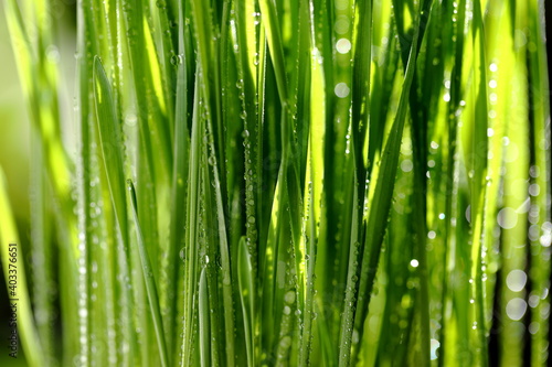 Closeup Wheatgrass With water droplets on the trunk