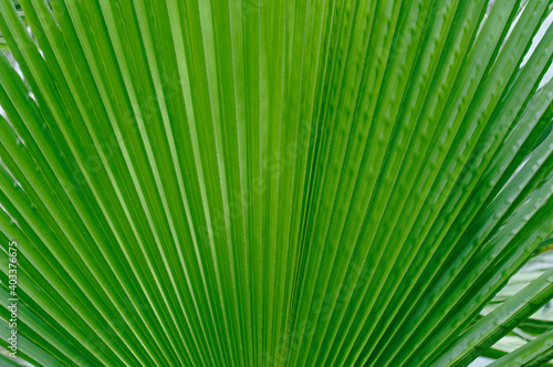 Large green palm leaf close-up.Texture or background