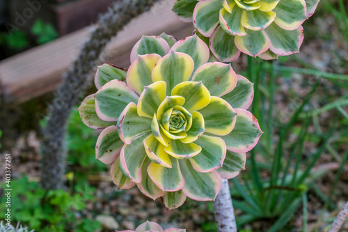 Aeonium Sunburst Tricolor photo