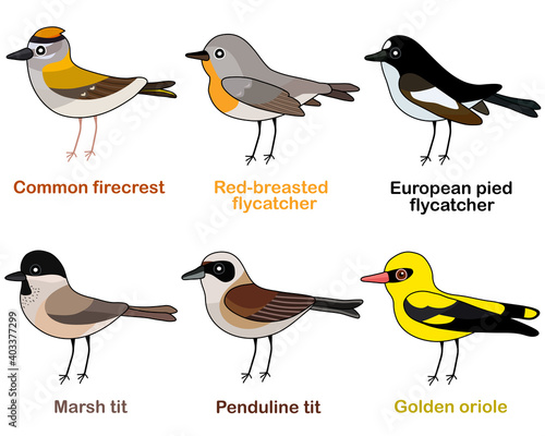 Cute bird vector illustration set, firecrest, flycatcher, tit, oriole. Colorful European bird cartoon collection