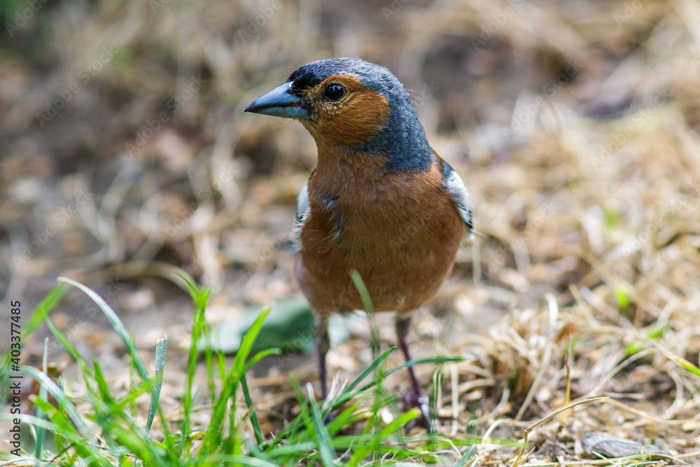 Buchfink (Fringilla coelebs) Männchen Buchfink (Fringilla coelebs) Männchen