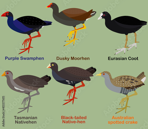 Cute bird vector illustration set, Purple Swamphen, Dusky moorhen, Coot, Native-hen, Crake