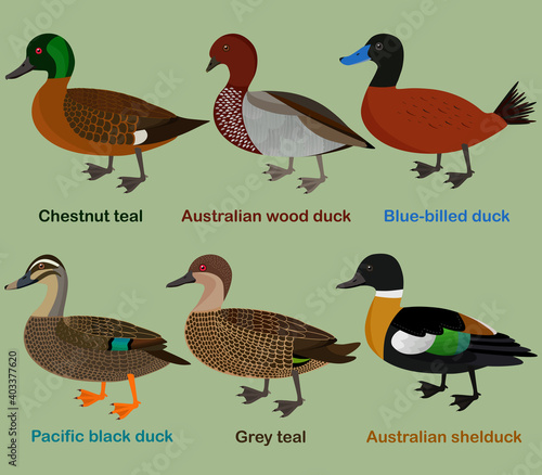 Cute duck aquatic bird vector illustration set, Chestnut teal, wood duck, blue-billed duck, Pacific black duck, Grey teal, shelduck