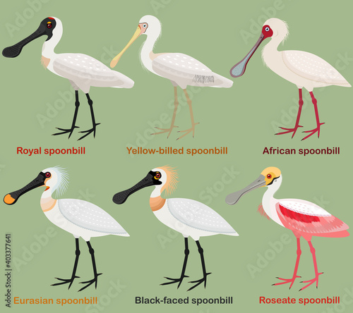 Cute wading bird vector illustration set, Royal Spoonbill, Yellow-billed, African, Eurasian, Black-faced, Roseate spoonbill