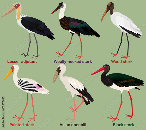 Cute bird vector illustration set, Painted stork, Black, Wood, Woolly-necked stork, Asian openbill, Lesser adjutant